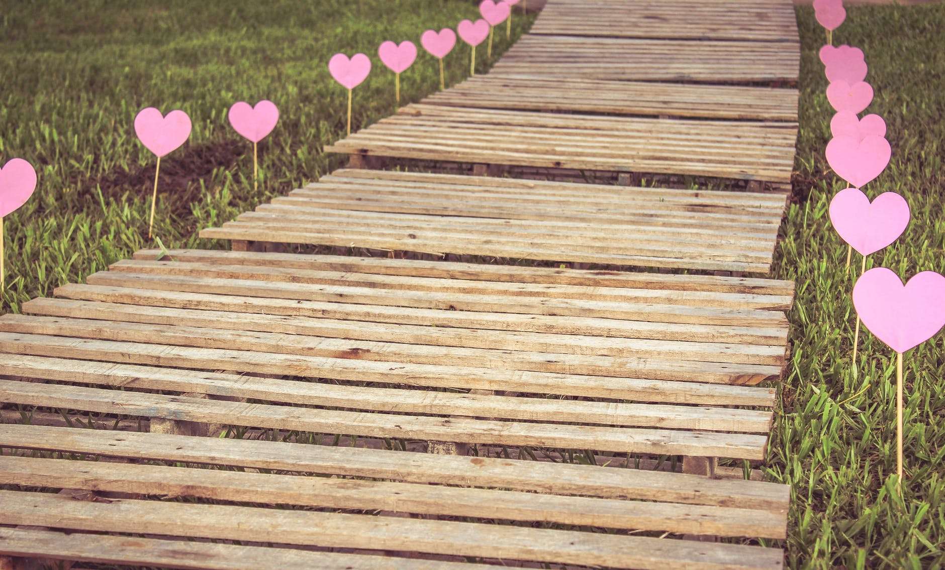 high angle view of plants on wood